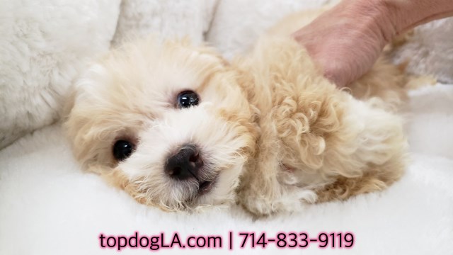 Maltipoo puppy for sale + 52621