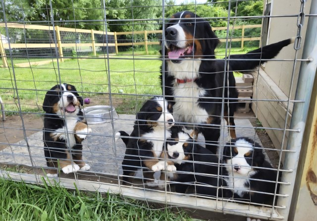 Bernese Mountain Dog puppy for sale + 67061