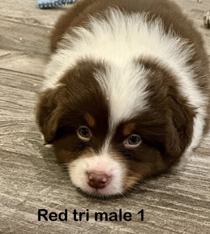 Miniature American shepherd puppies (mini aussies)