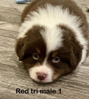 Miniature American shepherd puppies (mini aussies) Miniature Australian Shepherd for sale/adoption
