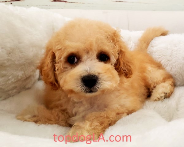 Maltipoo puppy for sale + 54062