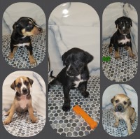 Catahoula Leopard Black And Tan Coonhound for sale/adoption