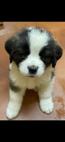 Saint Bernard puppy for sale + 65050