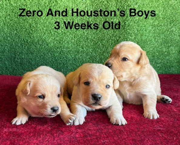 Labrador Retriever puppy for sale + 67150