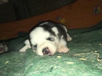 Siberian Husky thumbnail