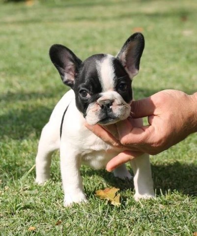 Blue/Black and White French Bulldog puppies for sale