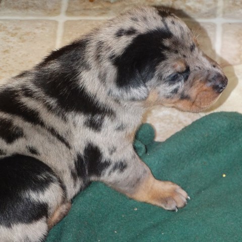 Australian Shepherd Dog puppy for sale + 52460
