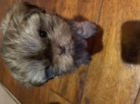 Shitzu. AKC looking for a solid home Shih Tzu for sale/adoption