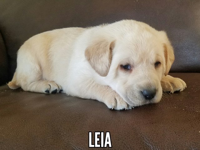 Labrador Retriever puppy for sale + 60098