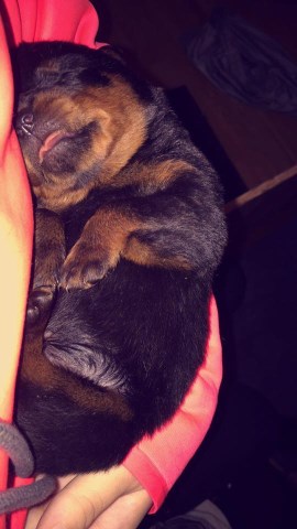 Rottweiler puppy dog for sale in Central Point, Oregon
