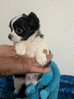 Apple Head Long Coat Chihuahua Male Pup Snoopy Chihuahua for sale/adoption
