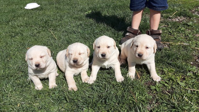 Yellow lab male black collar