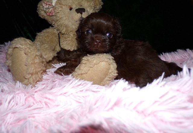 Shih Tzu Female Puppies AKC