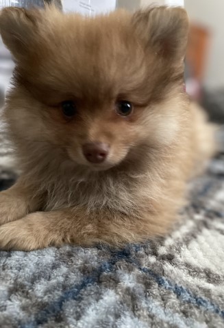 Pomeranian puppy