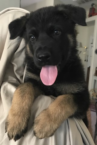 AKC  German Shepherd Puppies