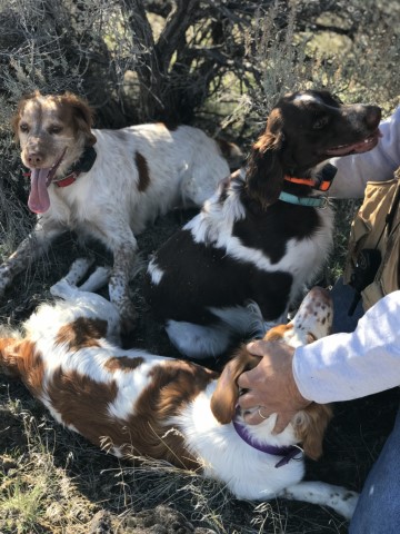 Upcoming Litter April 2023