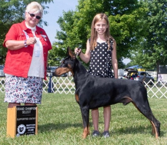 Champion sired DOBERMANS