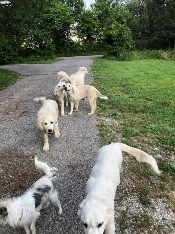 Great Pyrenees mixed breed puppies