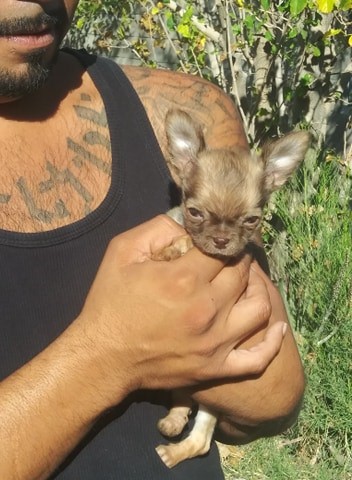 Chihuahua Tiny  Male