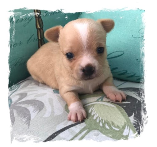 Premium Tiny Chihuahua Puppies for Sale Registered