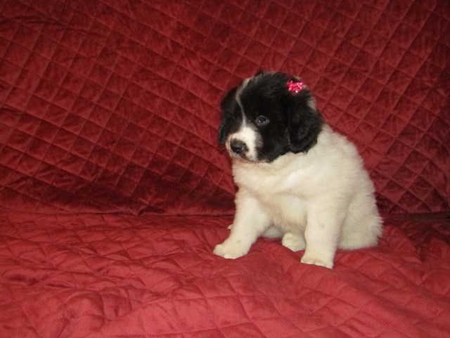 Landseer Newfoundlands