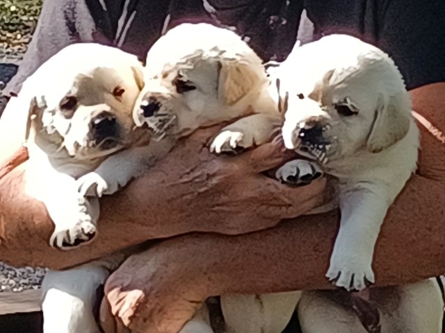 Labrador Retriever puppy for sale + 62751