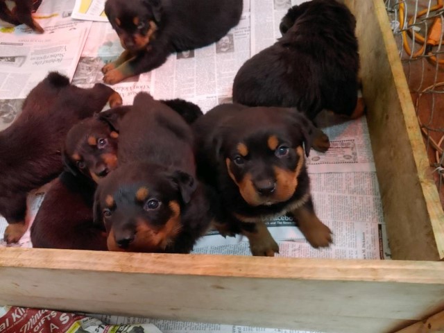 Rottweiler puppy for sale + 63032
