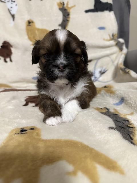 Lhasa Apso Puppies - AKC