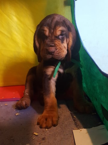 Bloodhound puppy for sale + 58294