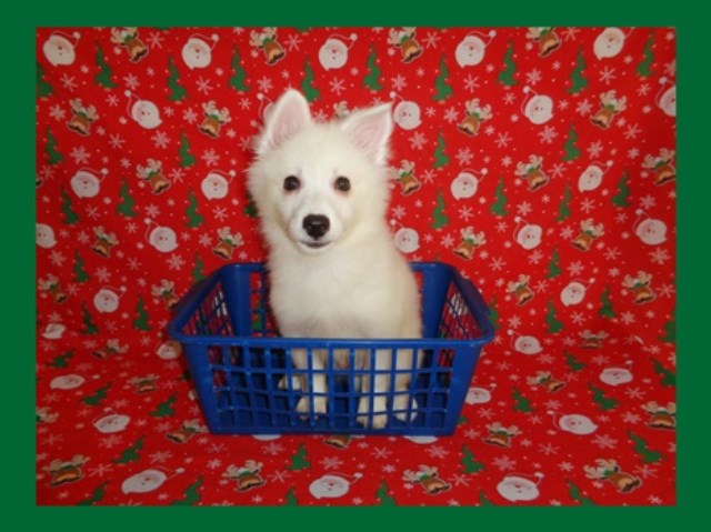 American Eskimo Dog puppy for sale + 47419