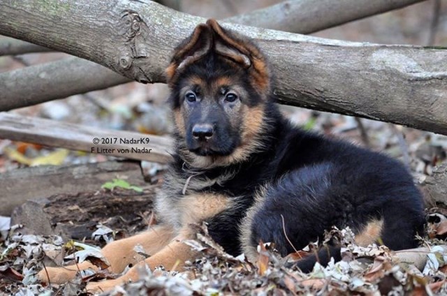 German Shepherd Dog puppy for sale + 50818