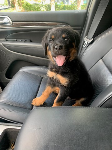 Rottweiler puppy for sale + 66124