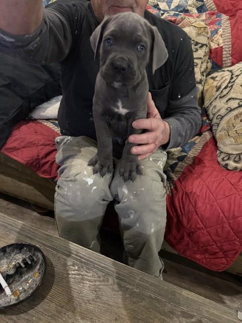 Cane Corso puppy for sale + 67059