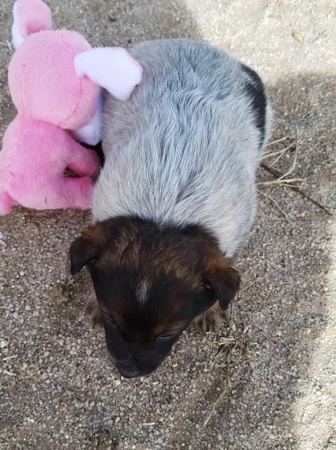 Australian Cattle Dog puppy for sale + 51940