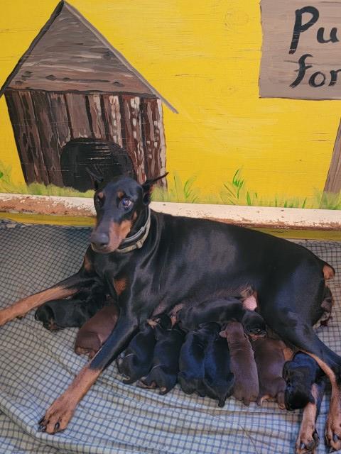 Doberman Pinscher puppy for sale + 64277