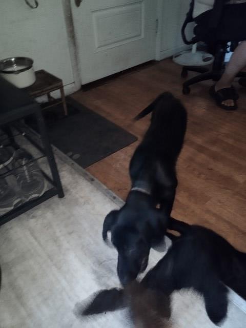 Junior the Purebred GSD