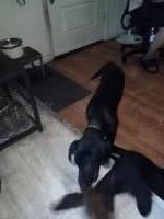 Junior the Purebred GSD German Shepherd Dog for sale/adoption