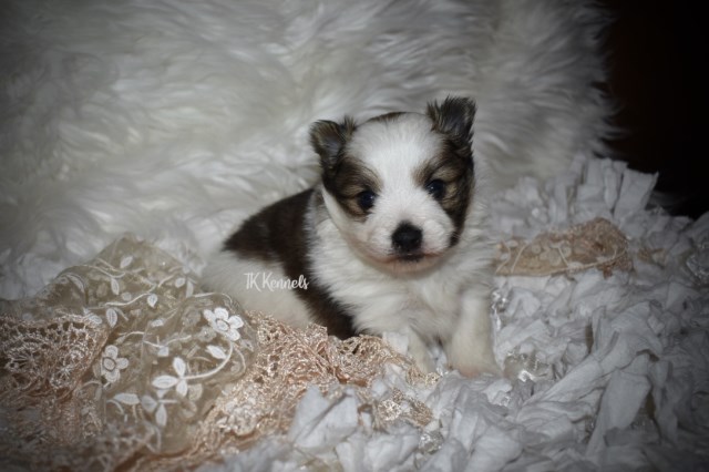Pomeranian puppy for sale + 54584