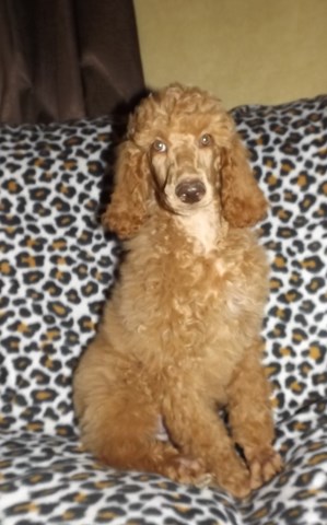 Poodle Standard puppy for sale + 60273