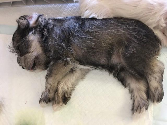 Miniature Schnauzer puppy dog for sale in Lake Havasu City, Arizona