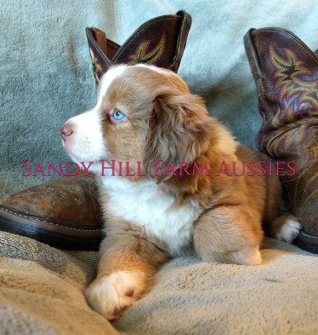 Australian Shepherd Dog puppy for sale + 53329