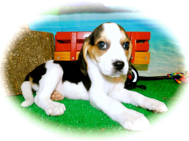 Chicago Beagle Puppies. Prespoiled!! Great 4 KIDS! Financing.