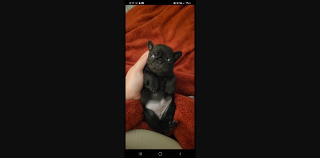 Pug puppy for sale + 63213