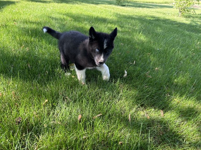 AKC Siberian Husky