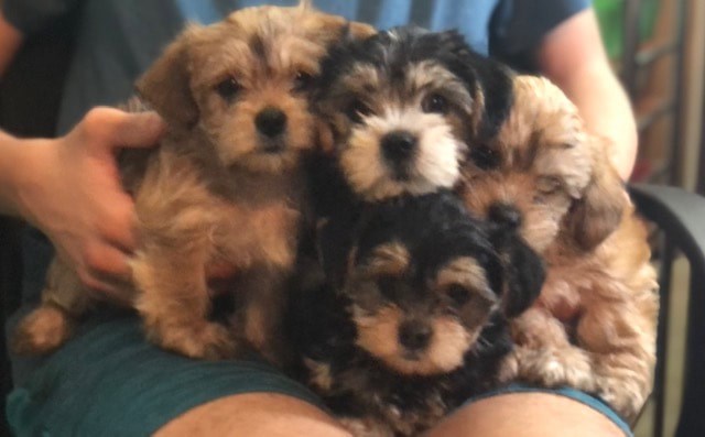 Shorkie Puppies Shih Tzu/Yorkies 1 Female & 2 Males