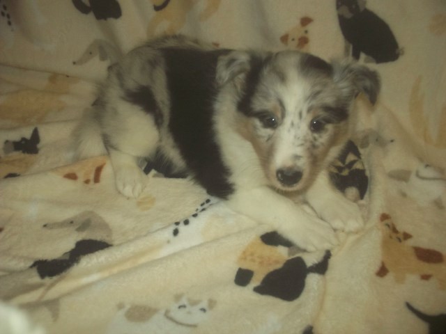 Blue Merle, Ten week old male puppy
