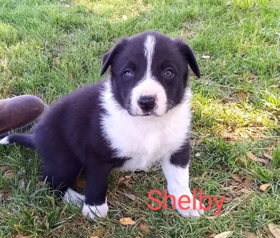 Border Collie Puppies ABCA Registered