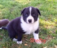 Border Collie Puppies ABCA Registered Border Collie for sale/adoption