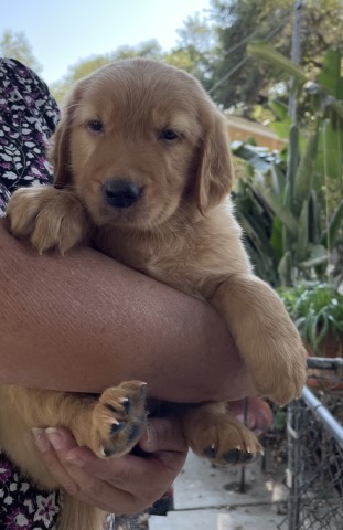 Golden Retriever Puppies