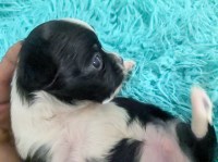 LC Apple Head Black n White Chihuahua Puppies Chihuahua for sale/adoption